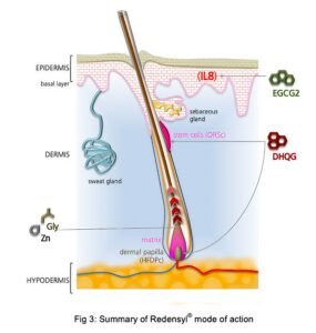 Ingredients of Skinetium Redensyl Boost Advanced Hair Serum – Redensyl, Anagain, Capixyl, Procapil, Baicapil